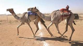 عوض الغنام: سباق الهجن أنعش حركة السياحة الداخلية بشمال سيناء
