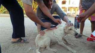 تطعيم كلاب حي شمال الجيزة ضد السعار