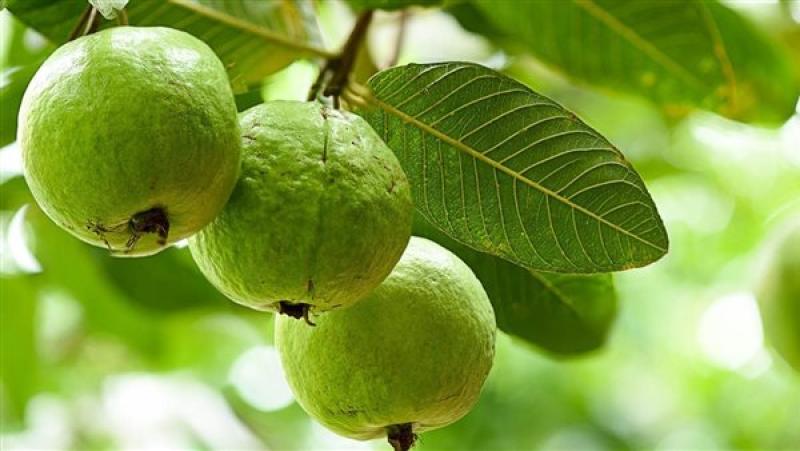 تفسير حلم شجرة الجوافة في المنام