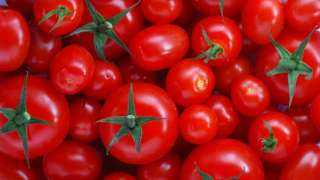 سعر كيلو الطماطم شيري في السلاسل التجارية يقترب من 100 جنيه