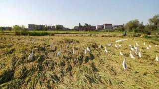«زراعة كفر الشيخ»: 360 ألف طن أرز زيادة في الإنتاجية لحصاد 2023