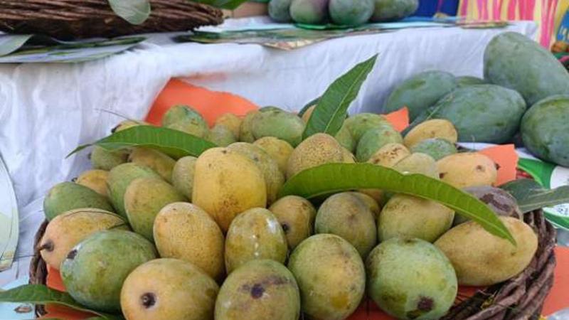 موسم المانجو