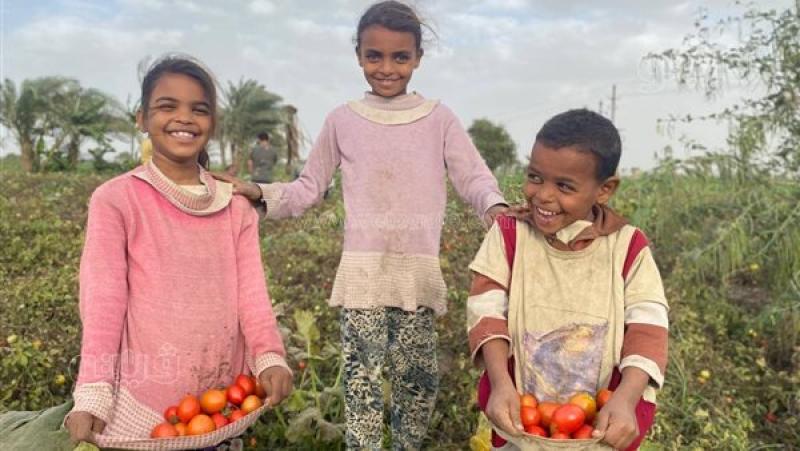 حصاد محصول الطماطم في المنيا،