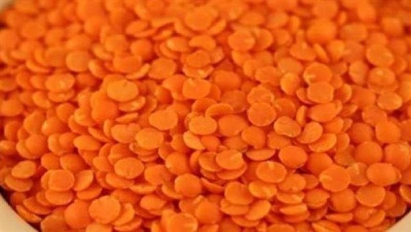 أسعار العدس اليوم