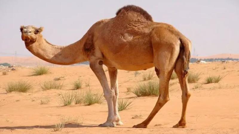 الرأي العام