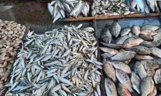 أسعار الأسماك تواصل ارتفاعها بأسواق كفر الشيخ.. البلطي بـ 95 جنيهًا