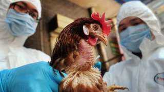 الصحة العالمية:  حالة تكساس  هي الأولى لإصابة إنسان بإنفلونزا الطيور