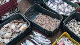 شئ جيد للغاية.. ”التموين” تشيد بحملة مقاطعة شراء الأسماك (فيديو)