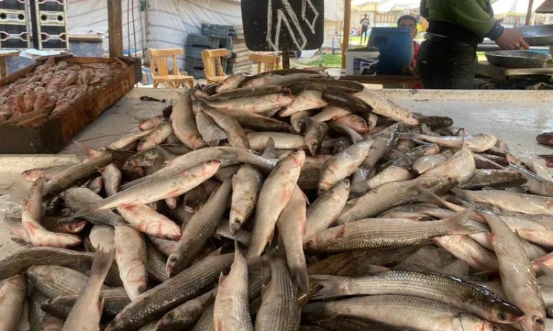 حملة مقاطعة شراء الأسماك ببورسعيد