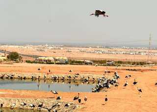 مدبولي يتفقد برج مراقبة الطيور المهاجرة بشرم الشيخ ويبحث تعزيز السياحة البيئية