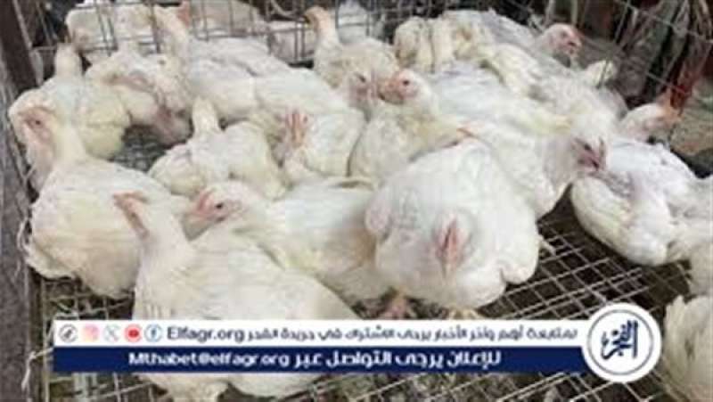 أسعار الدواجن والبيض اليوم الخميس 16-5-2024 في المنيا