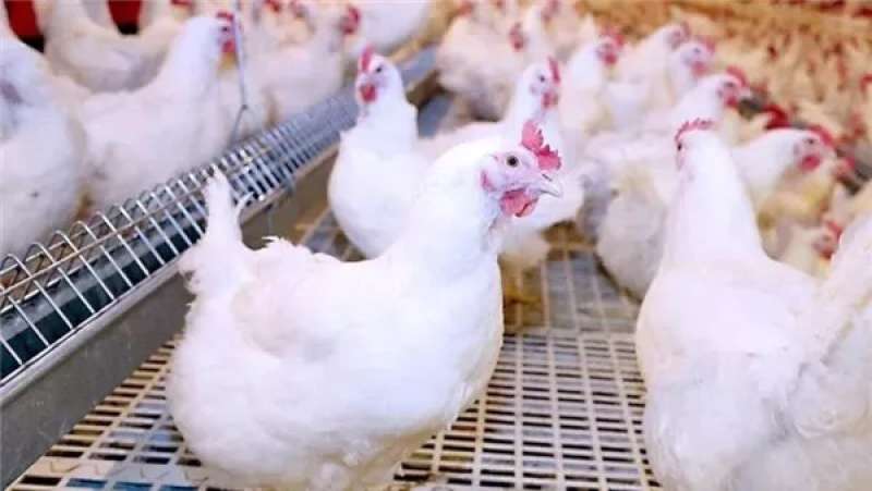 أسعار الفراخ اليوم الأحد