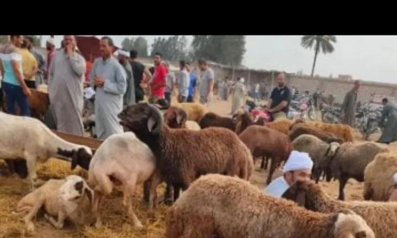 ركود في أسواق الماشية بالفيوم