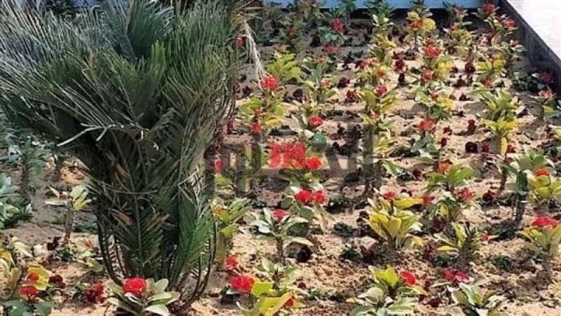 زراعة أشجار مثمرة