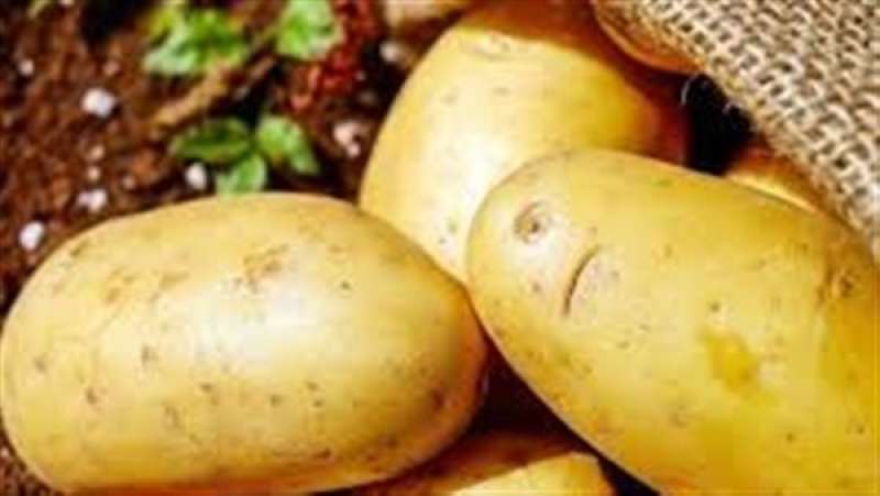 بطاطس