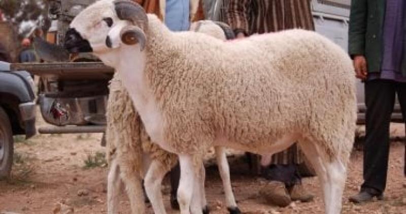 خروف