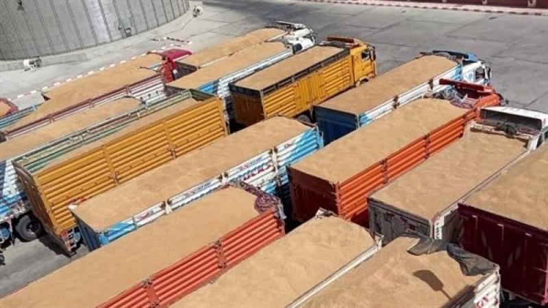 تسليم القمح بصوامع الوادي الجديد
