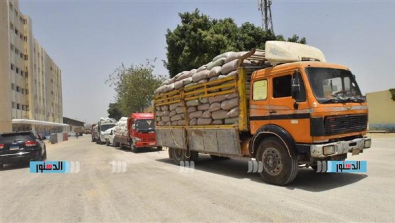 توريد القمح لصوامع وشون المنيا