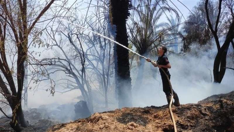 حريق بمزارع نخيل في الوادى الجديد