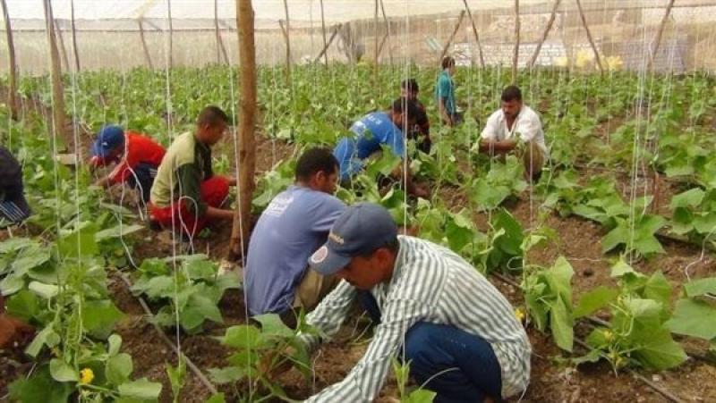 قطاع الزراعة