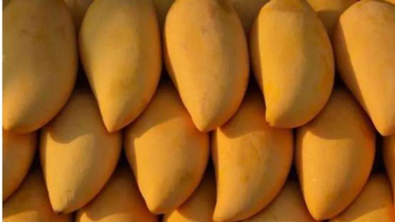 أسعار المانجو في سوق العبور اليوم