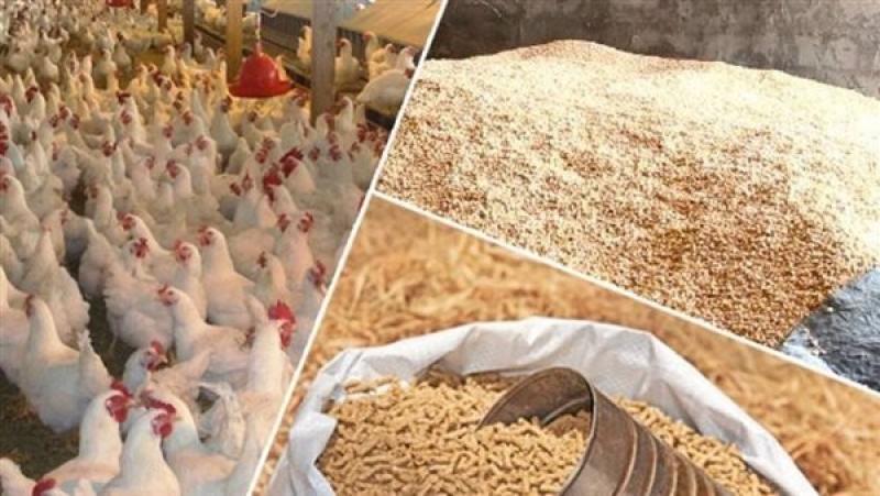أسعار أعلاف الدواجن اليوم في الأسواق