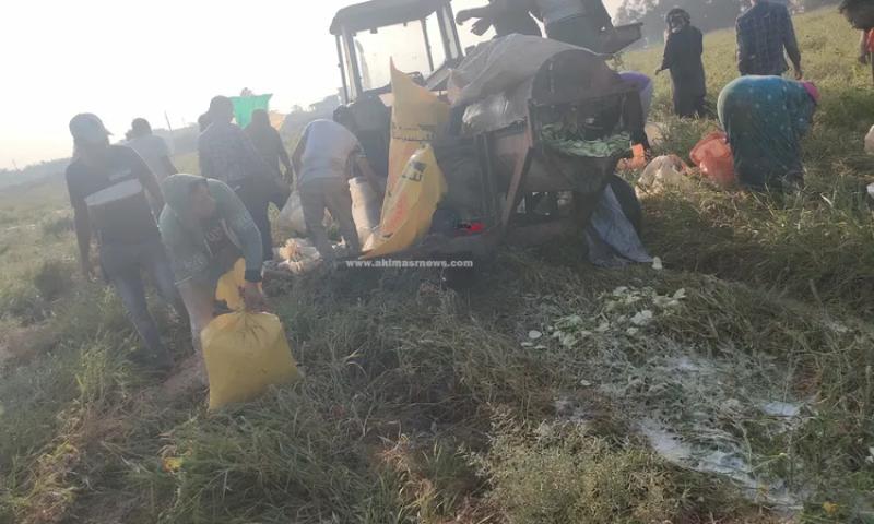 حصاد اللب السوبر بالإسماعيلية