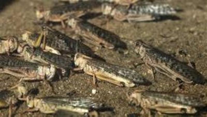 تفسير حلم الجراد في المنام،