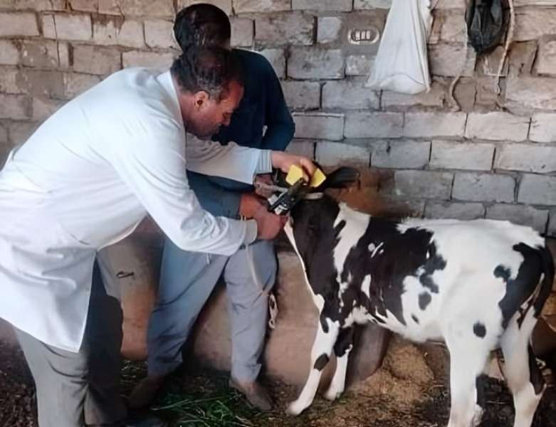 الرأي العام