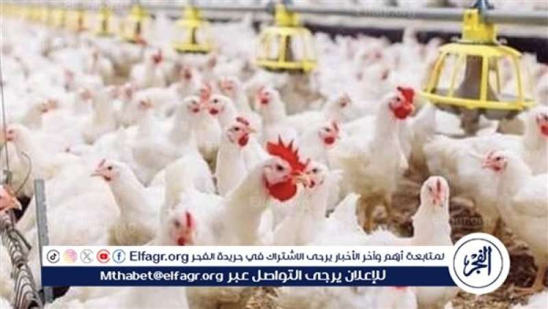 الدواجن