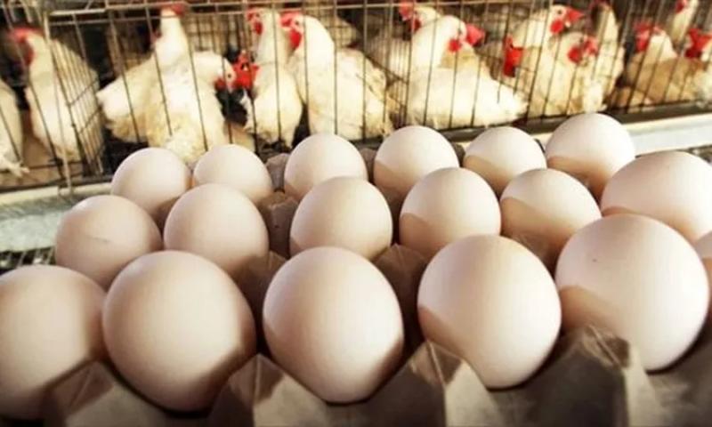 اسعار الدواجن والبيض